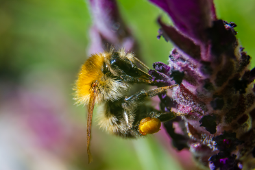 Bombusmuscorum