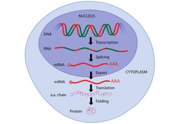 Whats in a gene diagram 770