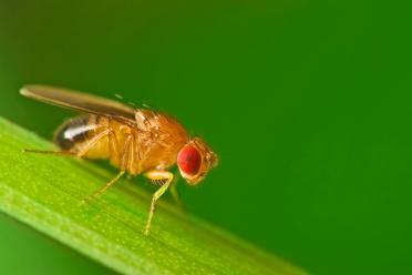 Whats in a gene fruit fly protein 770