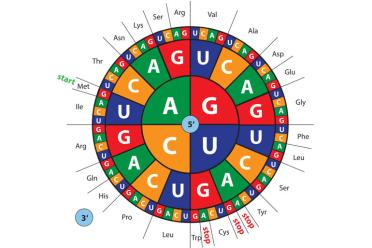 Whats in a gene how the DNA code works 770