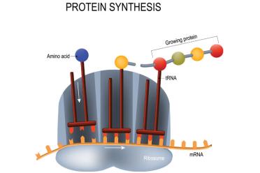 Whats in a gene protein synthesis 770