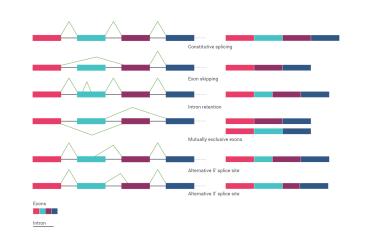 Alternative splicing diagram