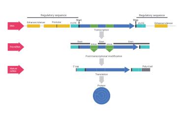 Reg seq diagram