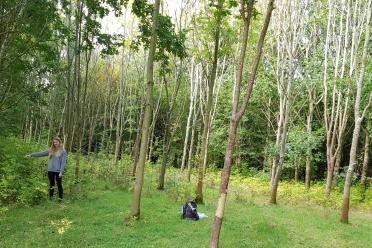 AshDieback