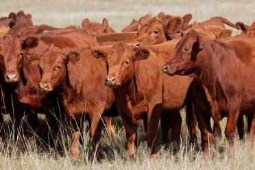 Why eat bugs cattle 770