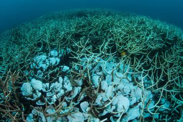 Why you should care about biodiversity coral bleaching