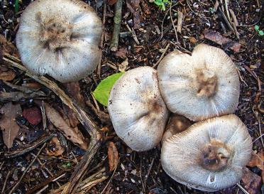 Why you should care about biodiversity fungi
