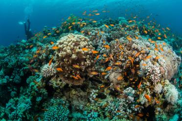 Why you should care about biodiversity reef