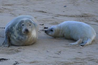 Women computing learning ropes bioinformatics horsey norfolk seals 770