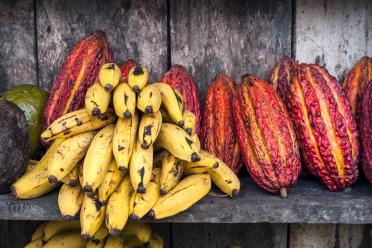 Women in Science sustainable agriculture in Colombia cacao bananas hero