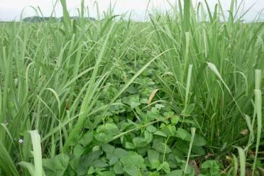 Women in Science sustainable agriculture in Colombia sugarcane grown with legumes 770