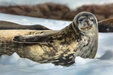 MiRNA driving weddell seal deep diving ability Antarctica 770
