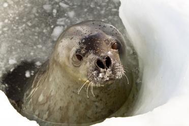 MiRNA driving weddell seal deep diving ability breathing 770