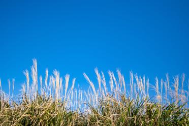 Could bioenergy grass on marginal land help achieve net zero emissions hero