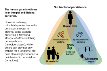 Gut bacterial persistance graphic