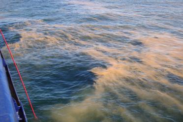 Phytoplankton bloom