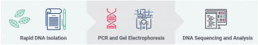 Rapid dna isolation graphic