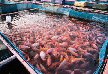 Preservation of wild tilapia farm