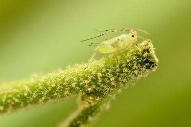 DNA methylation aphid hero