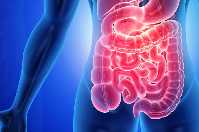 Computer generated image of the human gut. Computer generated image of the human gut.