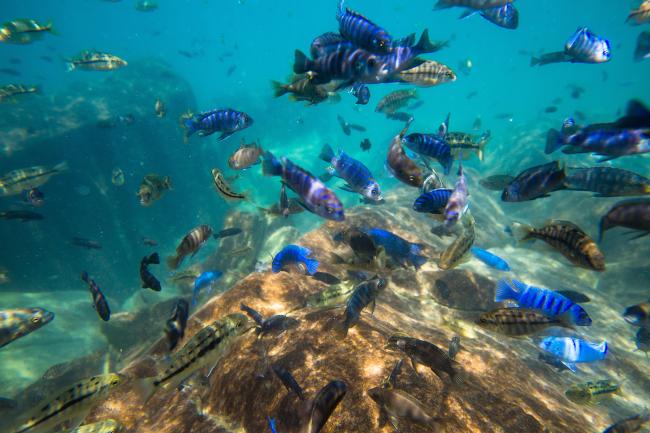 Cichlid Fish swimming in Lake Malawi, East Africa