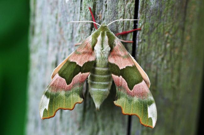 The Lime Hawk-moth (Mimas tiliae). Credit: Douglas Boyes, Darwin Tree of Life, CC-BY NC