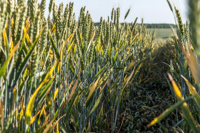 Field of wheat with yellow and brown rust