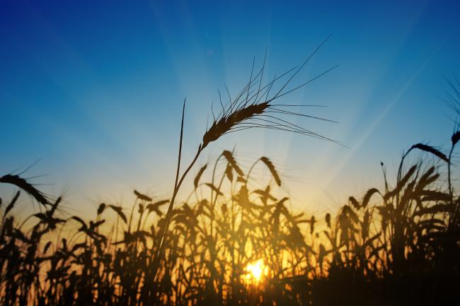 Image shows a field of wheat silhouetted against a setting sun