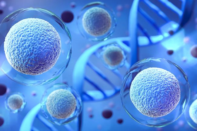 Computer generation image of embryonic cells alongside a DNA structure