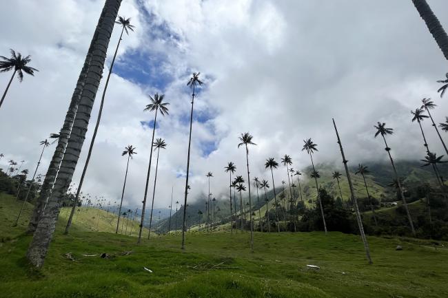 Tall palm trees reaching up into the cloudy sky, across a valley in Colombia