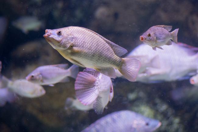 The blue Tilapia (Oreochromis aureus), in the Cichlid family, native to Northern and Western Africa.