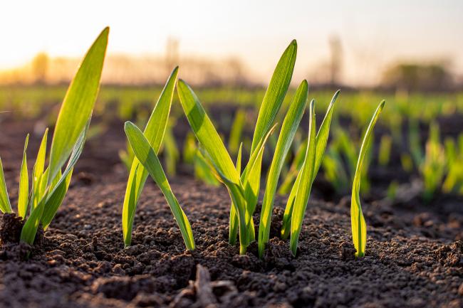 Young shoots growing in a field against early morning sun