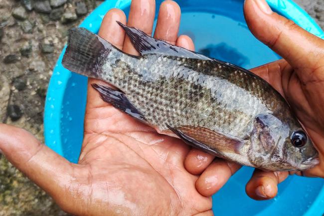 Hands holding a Nile tilapia above a blue bucket of water