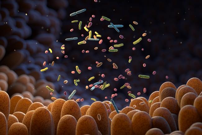 Digital illustration of different bacteria inside the intestinal villus