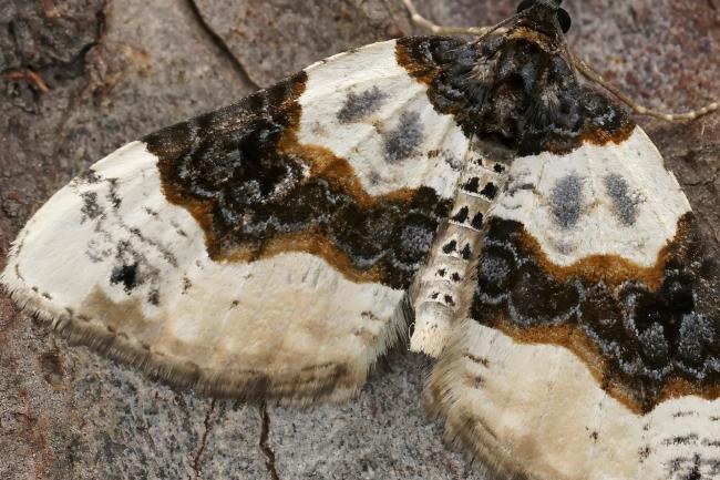 Closeup on the purple bar moth