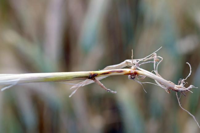 Close up of a wheat root affected by Wheat take-all