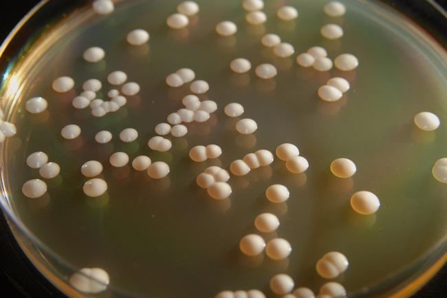 Individual colonies of Saccharomyces cerevisiae yeast growing on solid nutrient medim