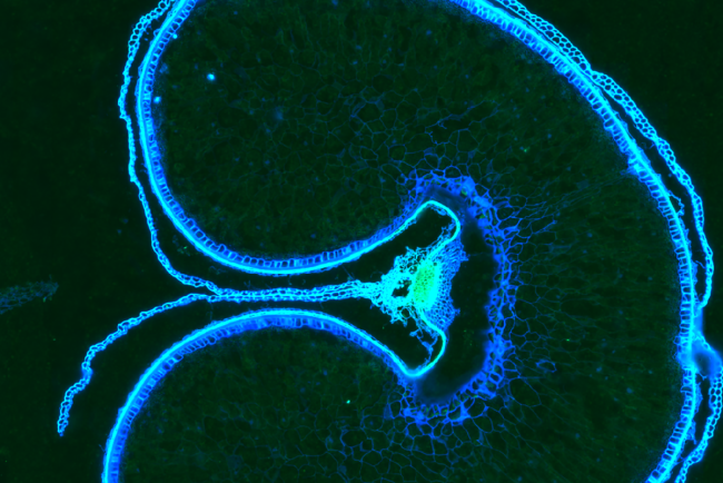 ©EarlhamInstitute - Whole wheat grain cross section fluorescence taken using the Vizgen MERSCOPE