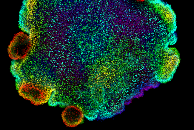 Confocal microscopy image of a placozoa. Credit: Sebastian R. Najle/Centro de Regulación Genómica