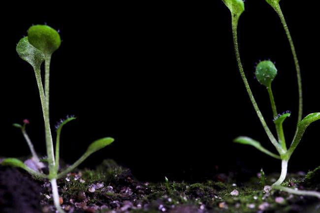 Two Arabidopsis seedlings photographed with bright light against a black backdrop