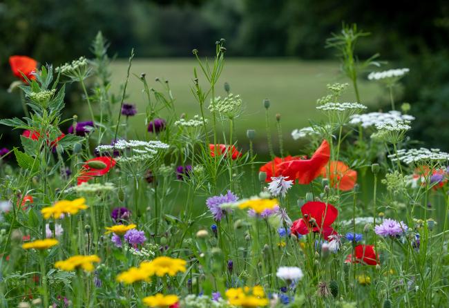 UK wildflower meadow