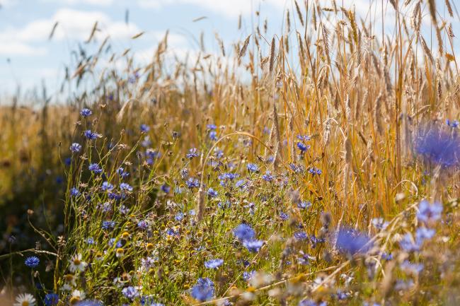 Blue cornflowers on the edge of a field of golden cereal crop