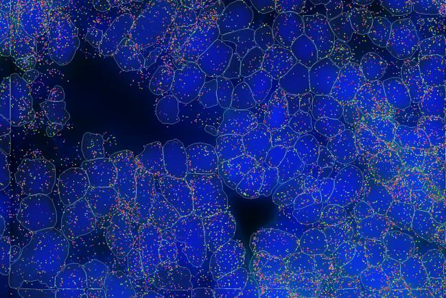 Spatial image of plant tissue