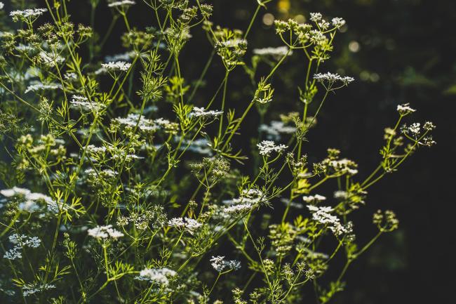 Coriander plants going to flower and seed, photographed in low light