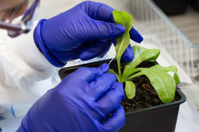A scientist wearing blue safety gloves carefully handles the leaves of a small green plant growing in a black plastic pot in a lab.