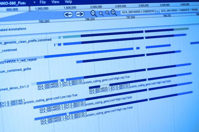 Close up of a computer screen showing a piece of pangenome assembler software