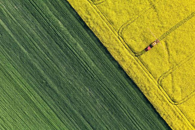 Aerial photograph of two fields split diagonally across the screen, one is golden yellow and one is dark green