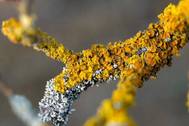 Macro photograph of common orange lichen on a branch