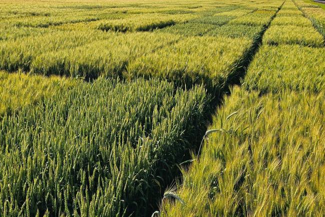 Wheat growing in field trials