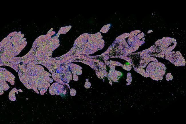 Spatial image of a wheat spikelet